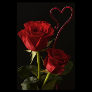 Two red roses
